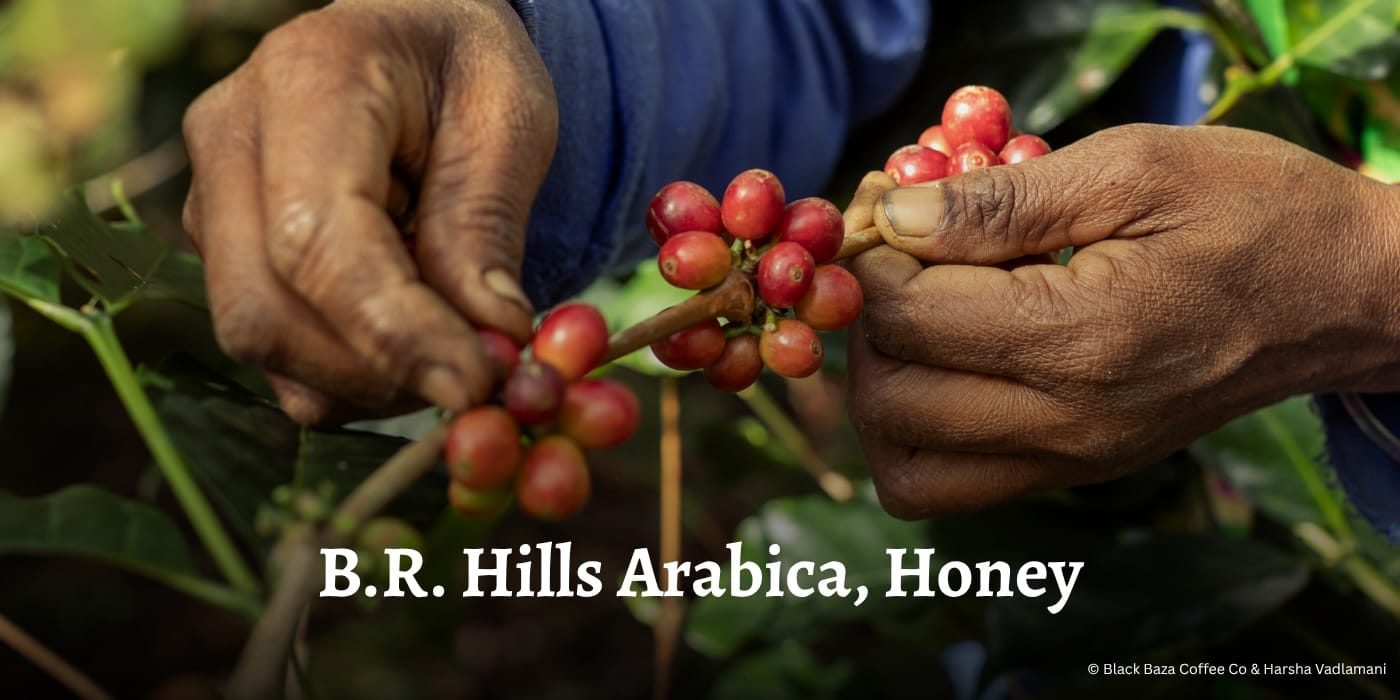 BR Hills Arabica, Honey Process Hero OG Banner
