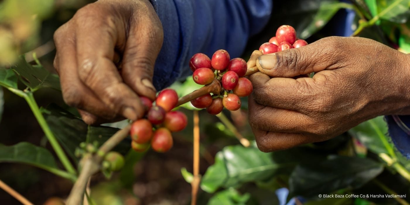 BR Hills Arabica, Honey Process _ Hero Banner