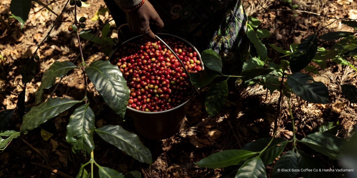 BR Hills Arabica, Washed _ Hero Banner