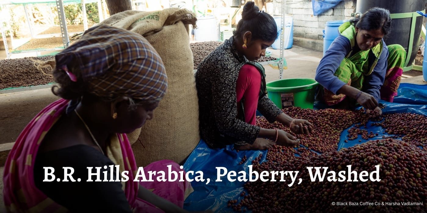 BR Hills Peaberry Arabica, Washed Hero OG Banner 001