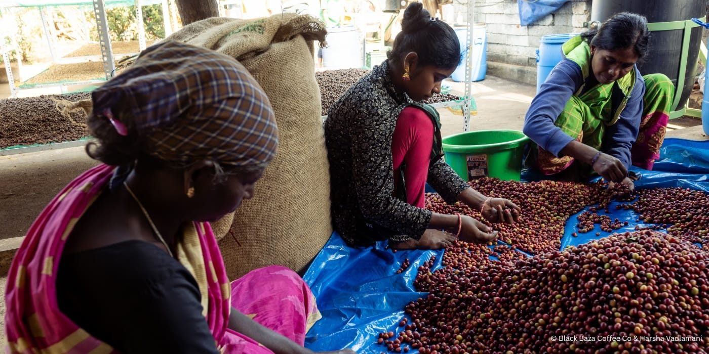 BR Hills Peaberry Arabica, Washed _ Hero Banner