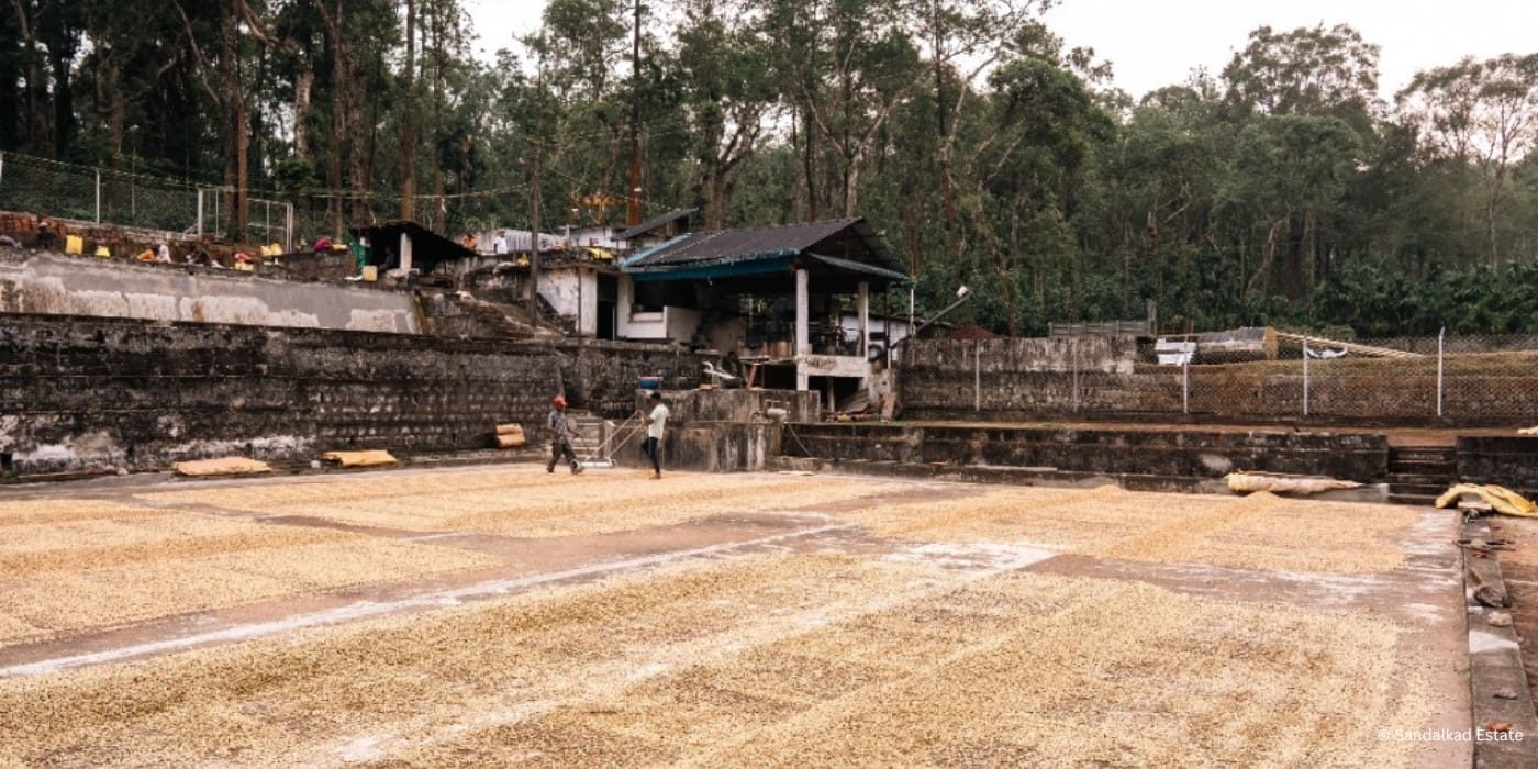 Coorg Arabica, Natural Sandalkad Estate Specialty Coffee _ Hero Banner