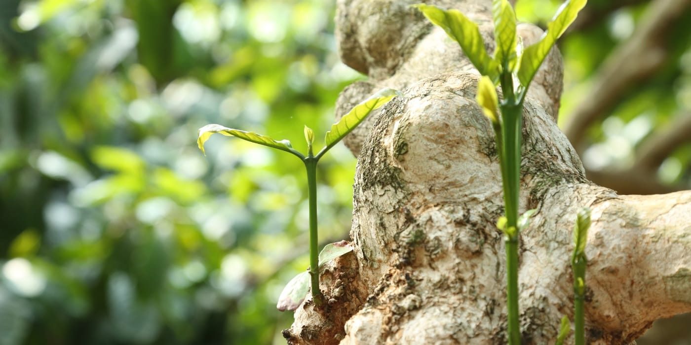 Coorg Excelsa, Natural VPG Estate _ Hero Banner