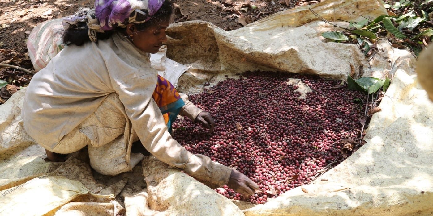 Coorg Peridinia Robusta, Natural, VPG Estate _ Hero Banner