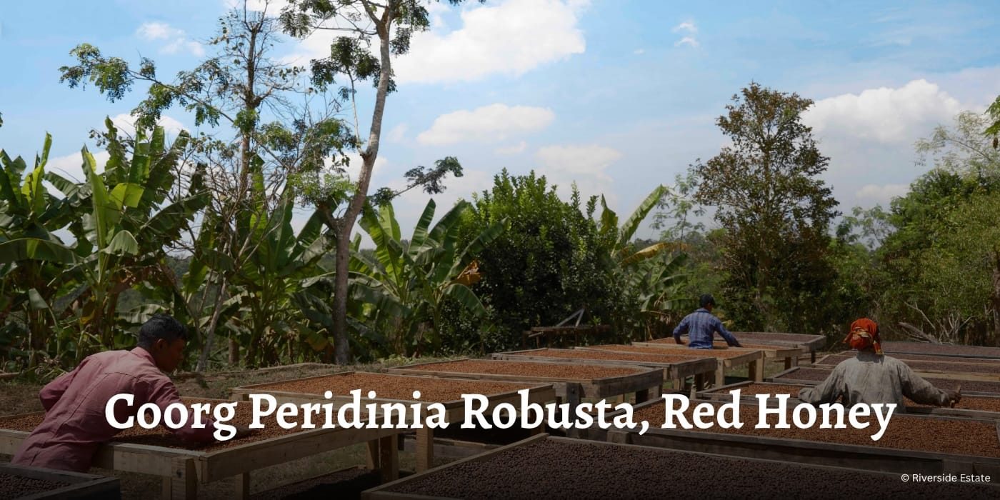 Coorg Peridinia Robusta, Red Honey Riverside Estate Hero OG Banner 001
