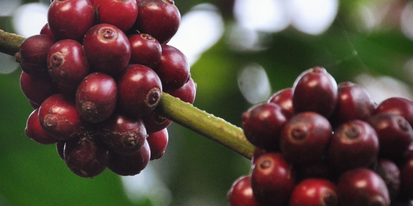 Coorg Robusta, Washed AA — Pambukal Estate _ Hero Banner