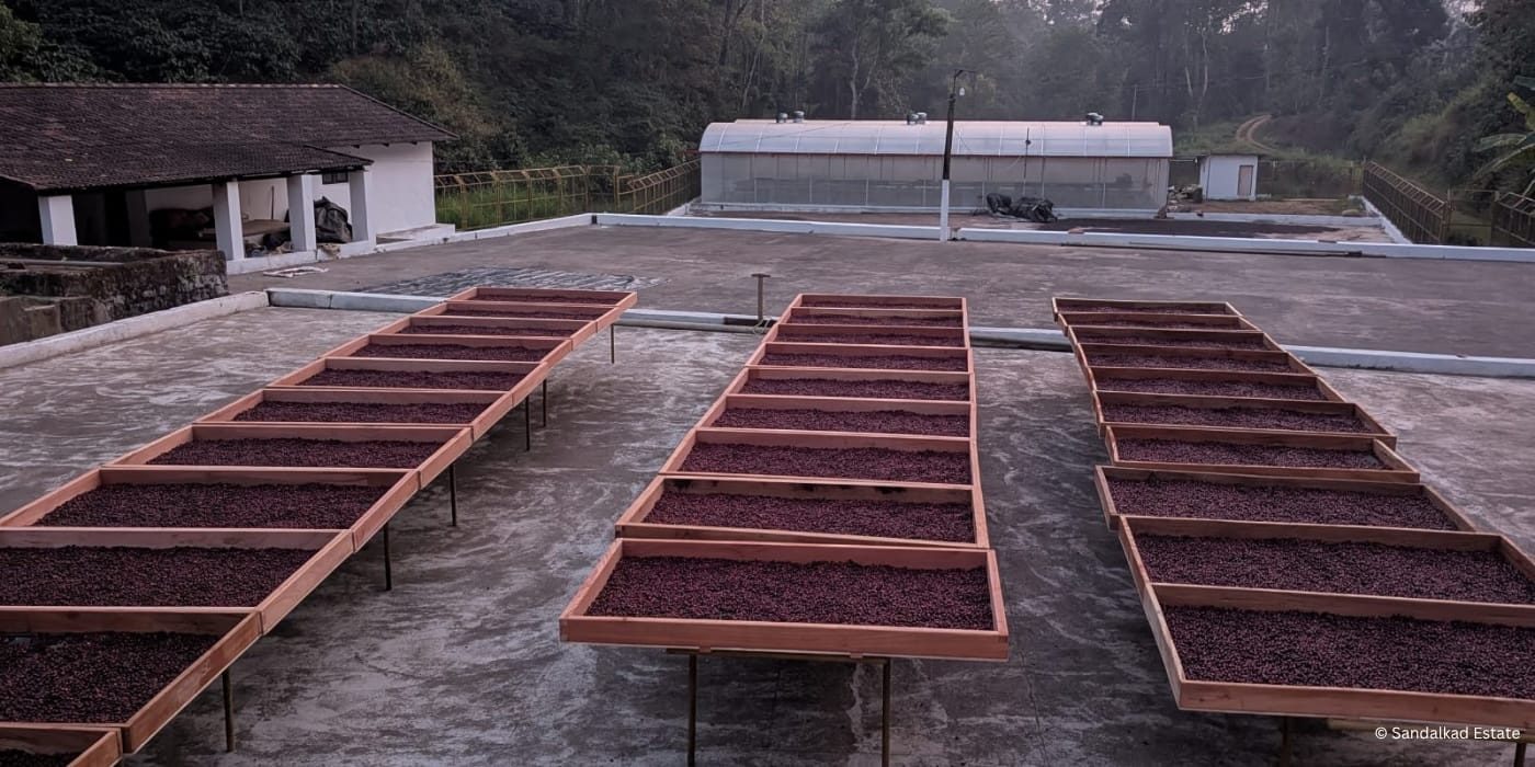 Coorg Robusta, Washed Sandalkad Estate Specialty Coffee _ Hero Banner