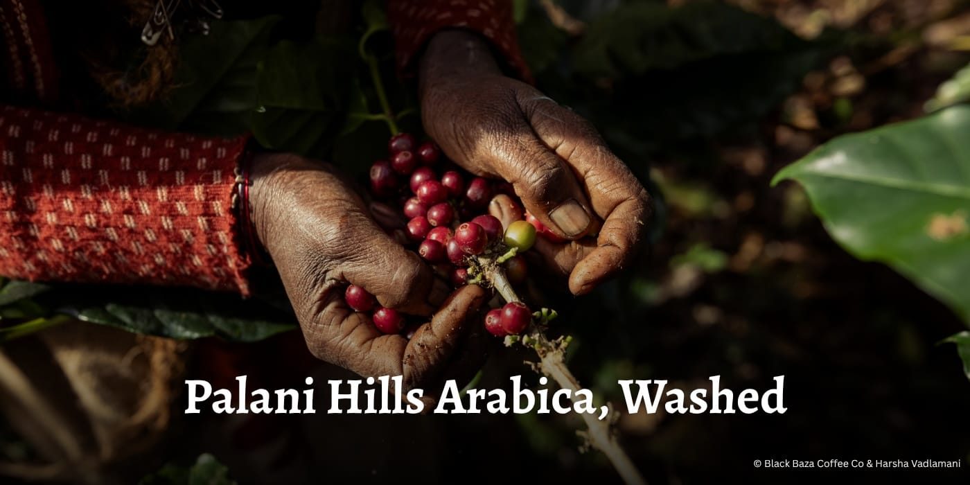 Palani Hills Arabica, Washed Hero OG Banner 0011