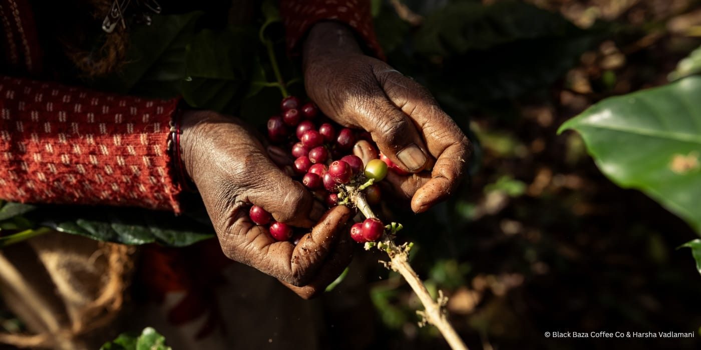 Palani Hills Arabica, Washed _ Hero Banner