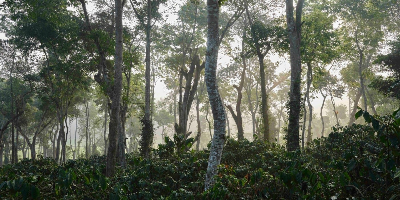 Riverside Estate _ Coorg Coffee Farm Page _ Hero Banner