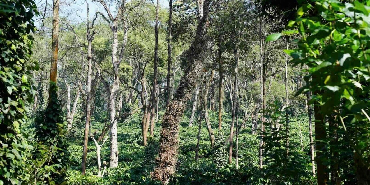 Sandalkad Estate, Ibinivalawadi _ Coorg Coffee Farm Page _ Hero Banner