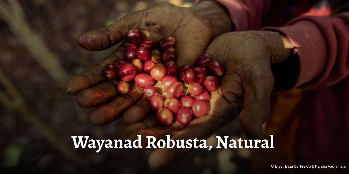 Wayanad, Robusta Natural 001 Hero OG Banner