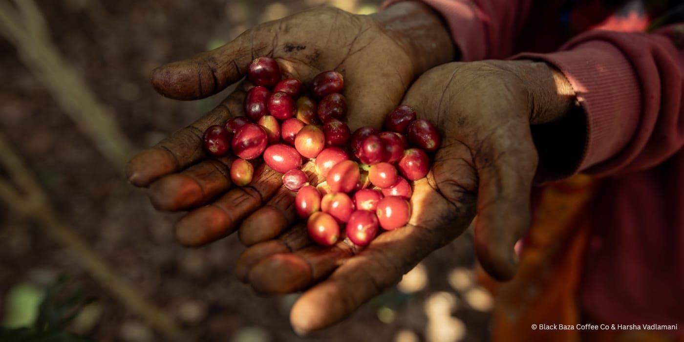 Wayanad, Robusta Natural _ Hero Banner